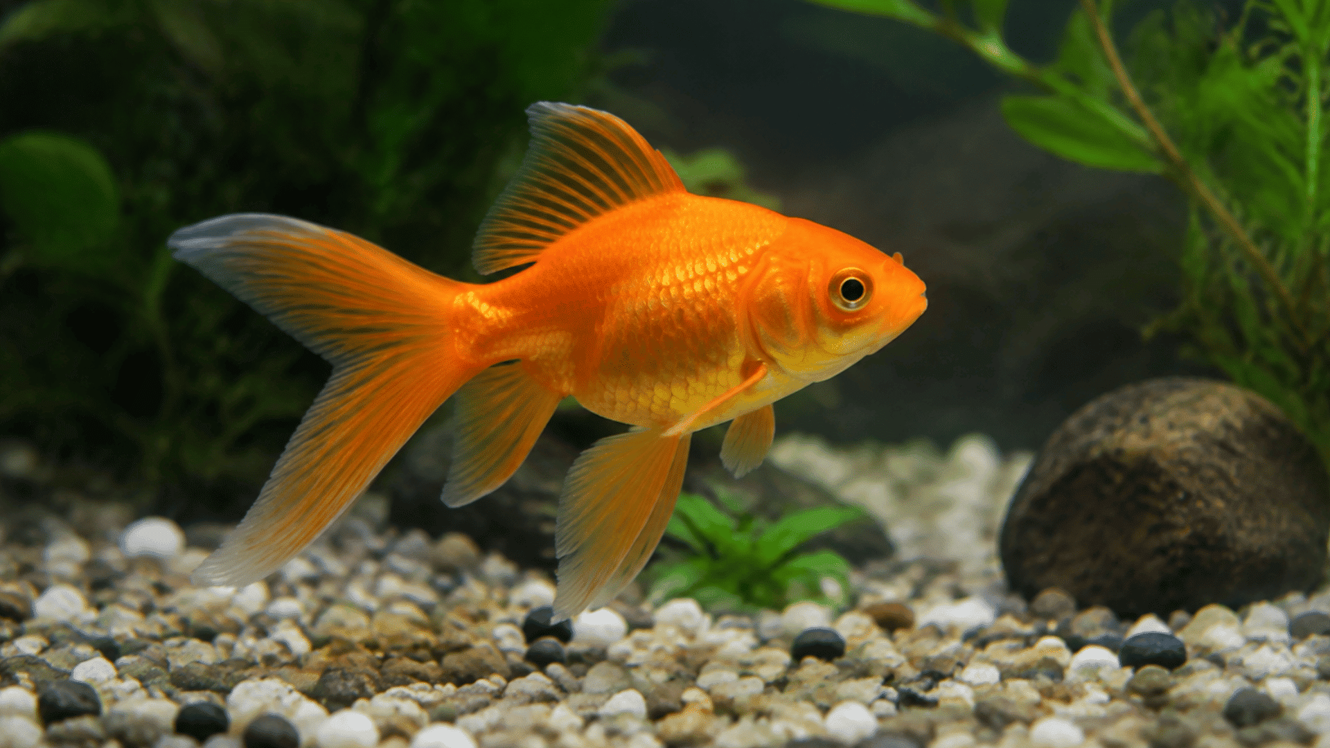 a bright orange goldfish swimming in a planted aquarium over a bed of colorful gravel and smooth stones
