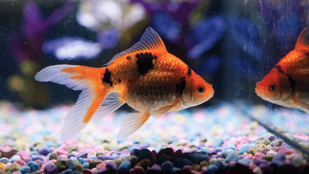 goldfish with black patches swimming in a colorful aquarium showing color change