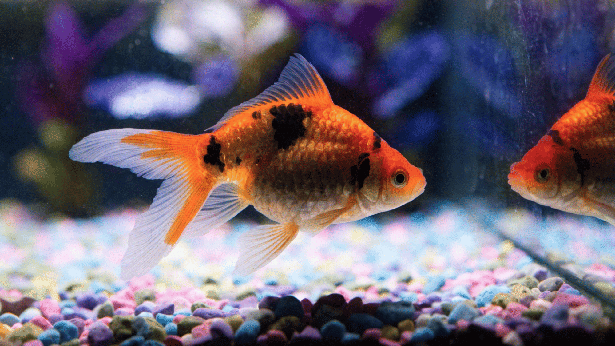 goldfish with black patches swimming in a colorful aquarium showing color change