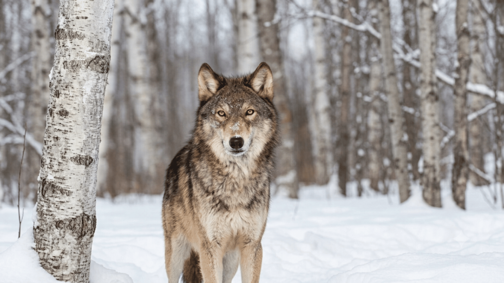 gray wolf standing on snow in a birch forest looking directly ahead with alert ears and thick winter fur