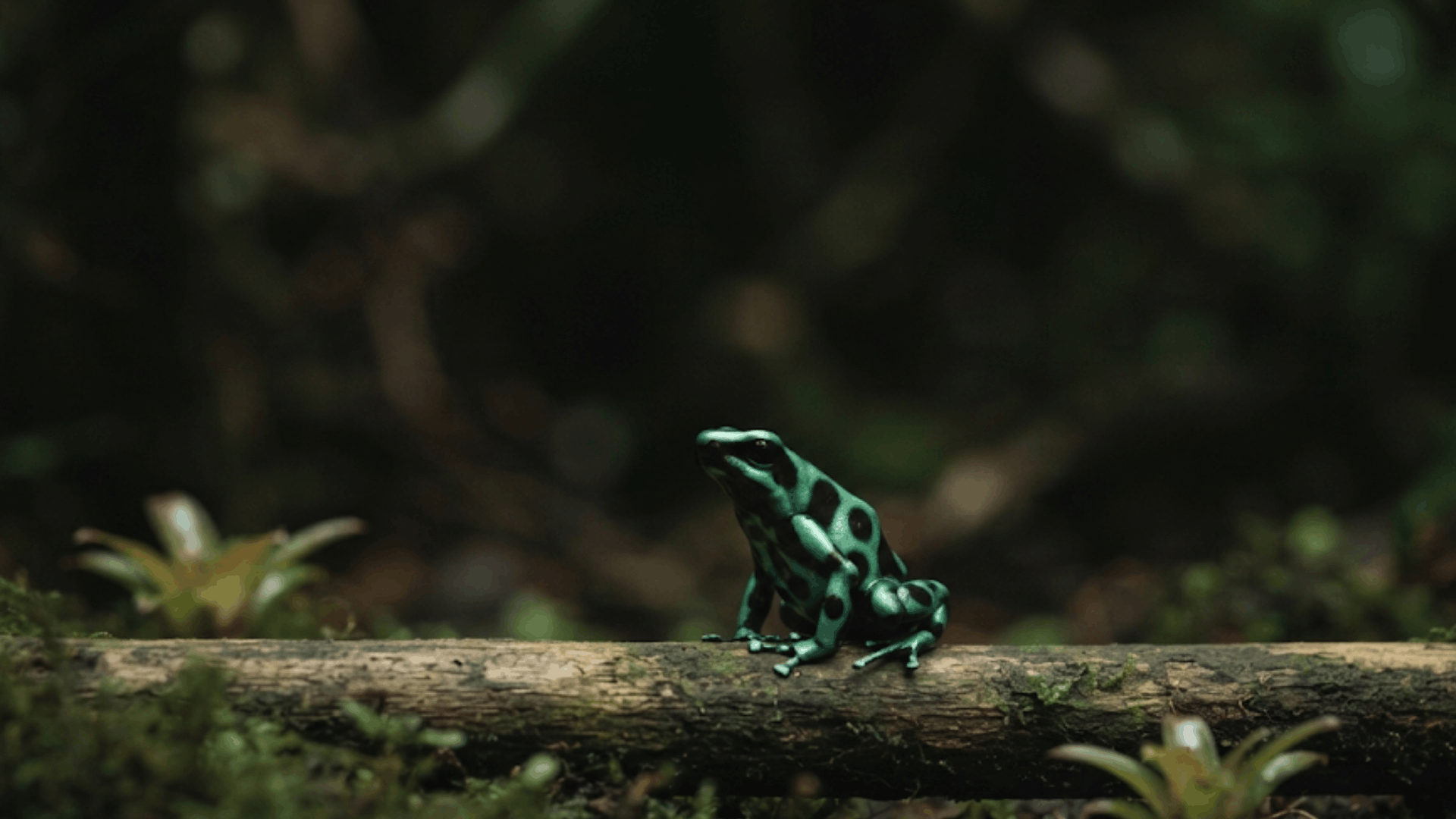 green and black poison dart frog resting on a fallen log in a lush rainforest with soft natural forest lighting