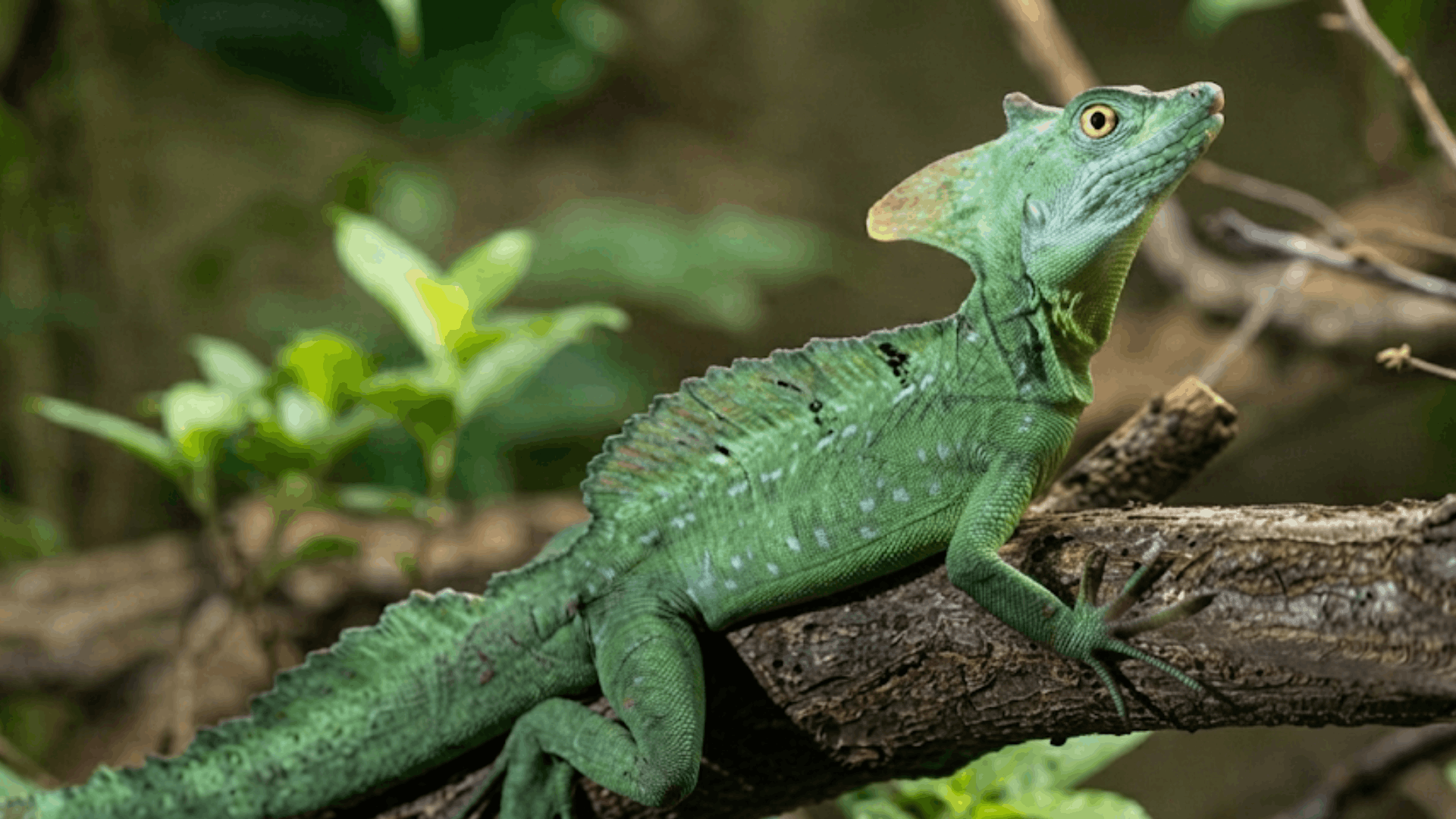 green basilisk lizard resting on a tree branch in a tropical rainforest with vibrant green scales and alert yellow eyes