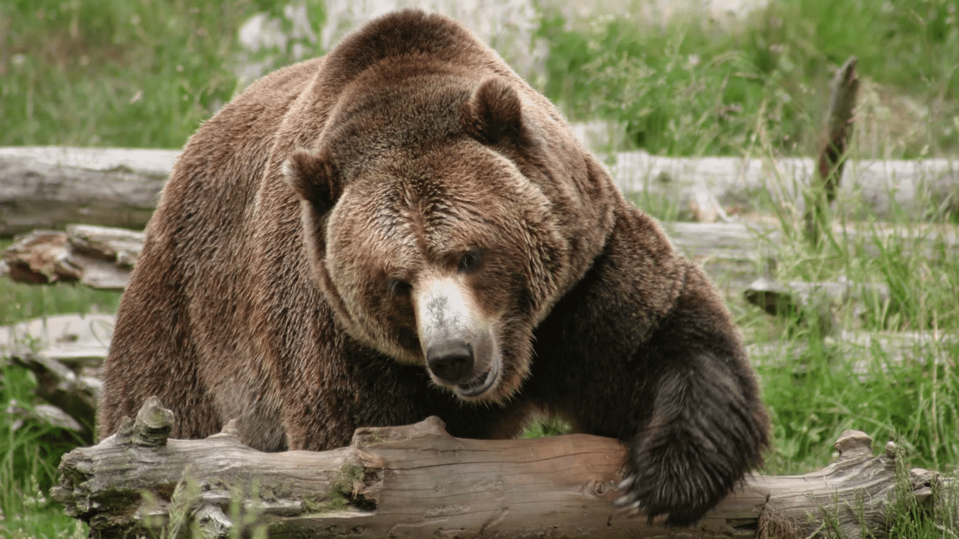 grizzly bear climbing over a fallen log in a grassy meadow with thick brown fur and a lowered head