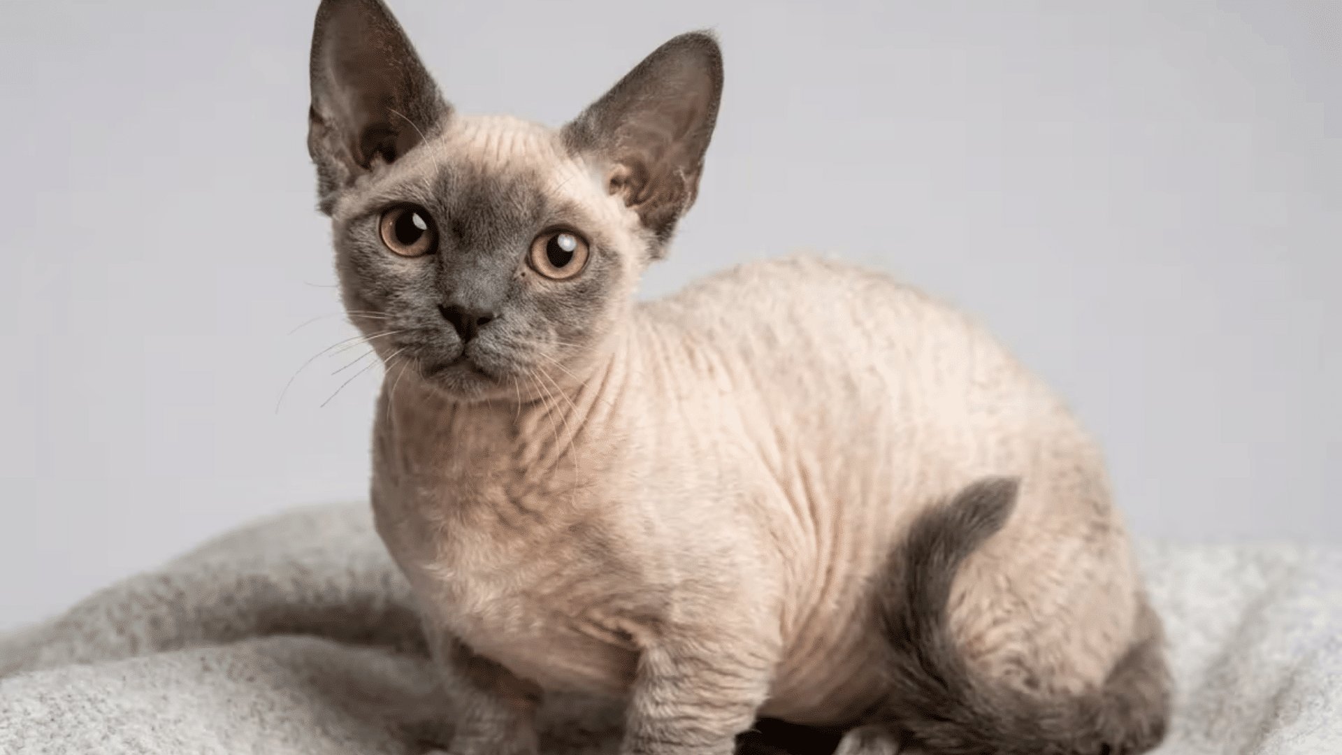 hairless devon rex cat with large ears sitting on a soft blanket looking directly at the camera indoors