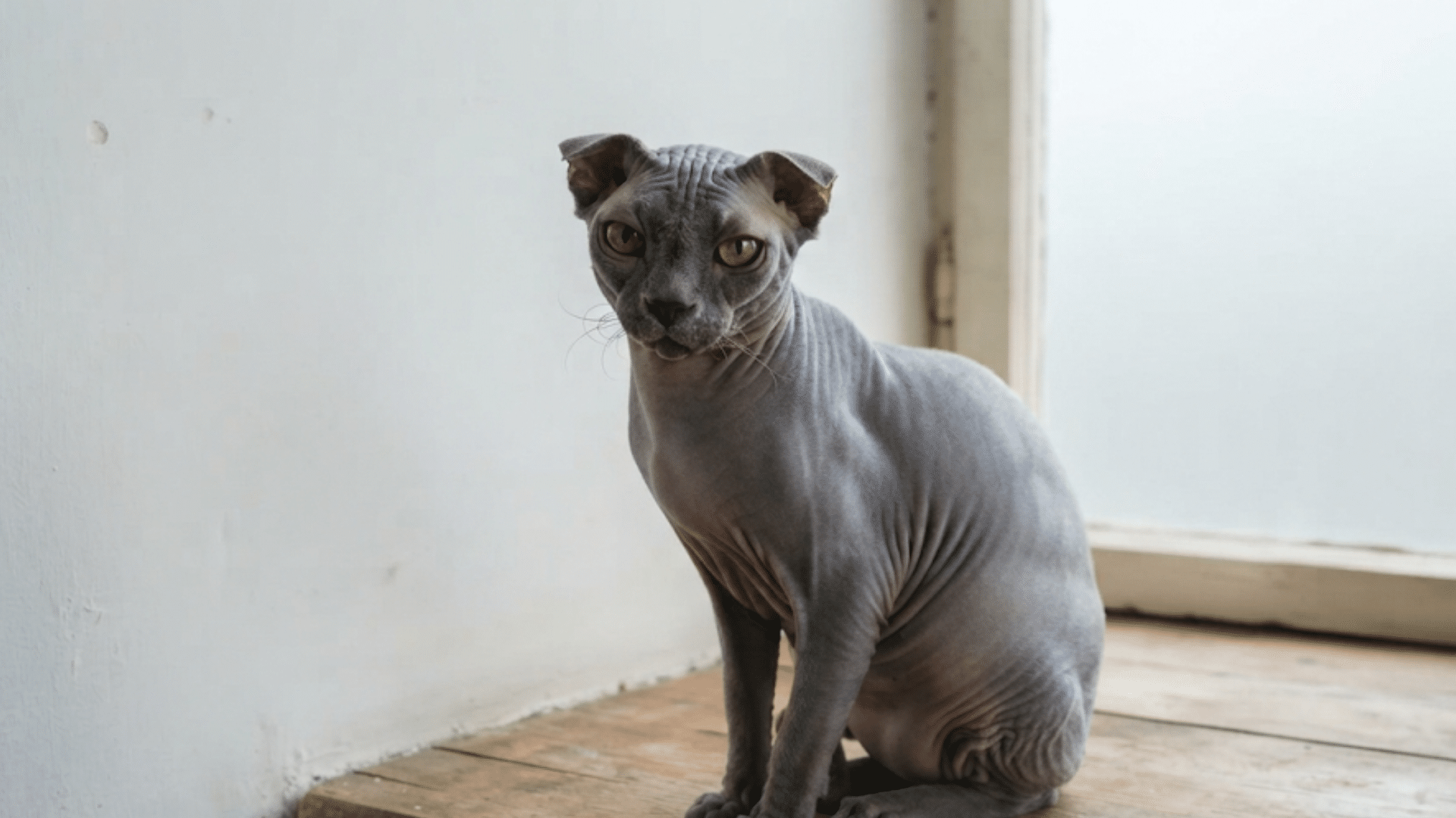 hairless sphynx cat sitting on wooden surface near window in a bright minimalist indoor setting