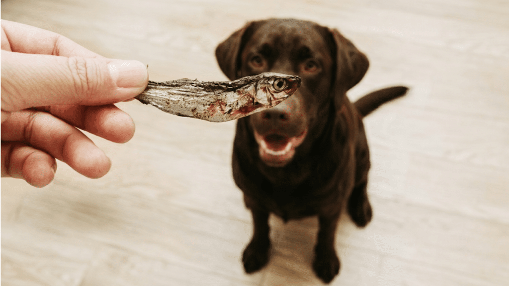 hand holding dried fish in front of eager brown dog waiting for a tasty treat indoors
