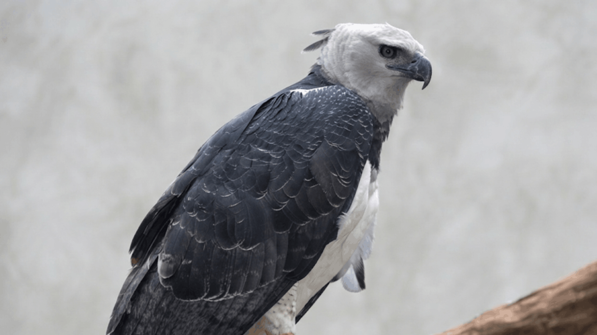 harpy eagle perched on a tree branch with striking gray and black feathers and a powerful hooked beak against a soft background