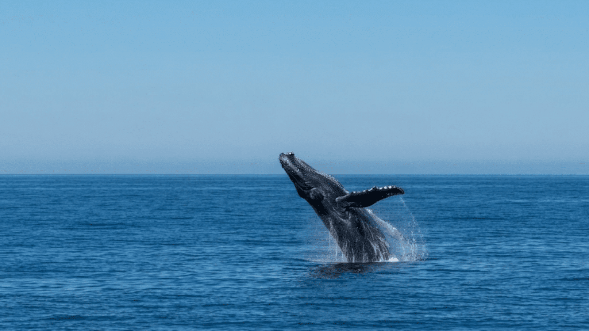 humpback whale breaching above the ocean surface with water splashing beneath a clear blue sky