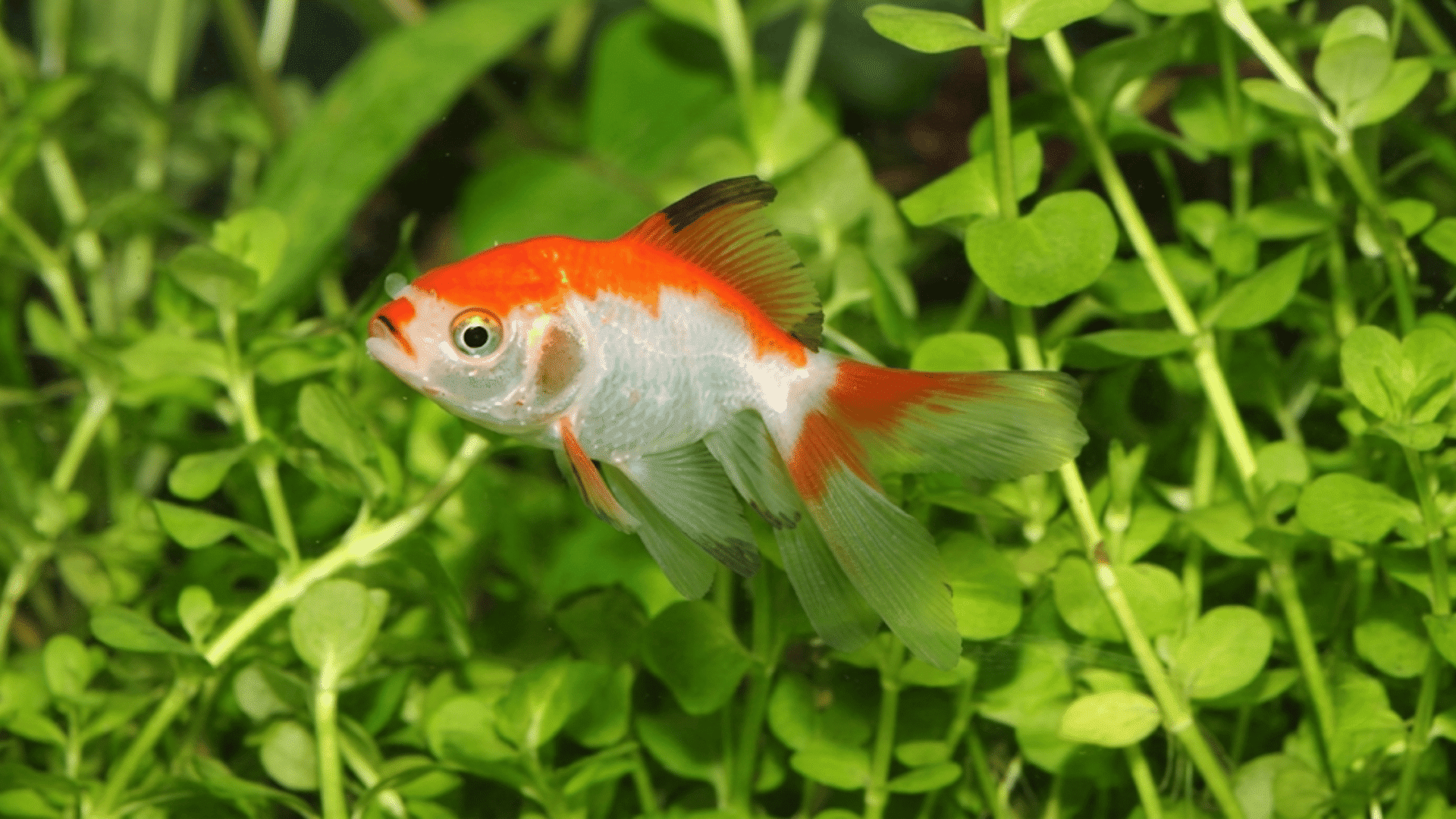 orange and white goldfish swimming in a planted aquarium with green leafy aquatic plants filling the background