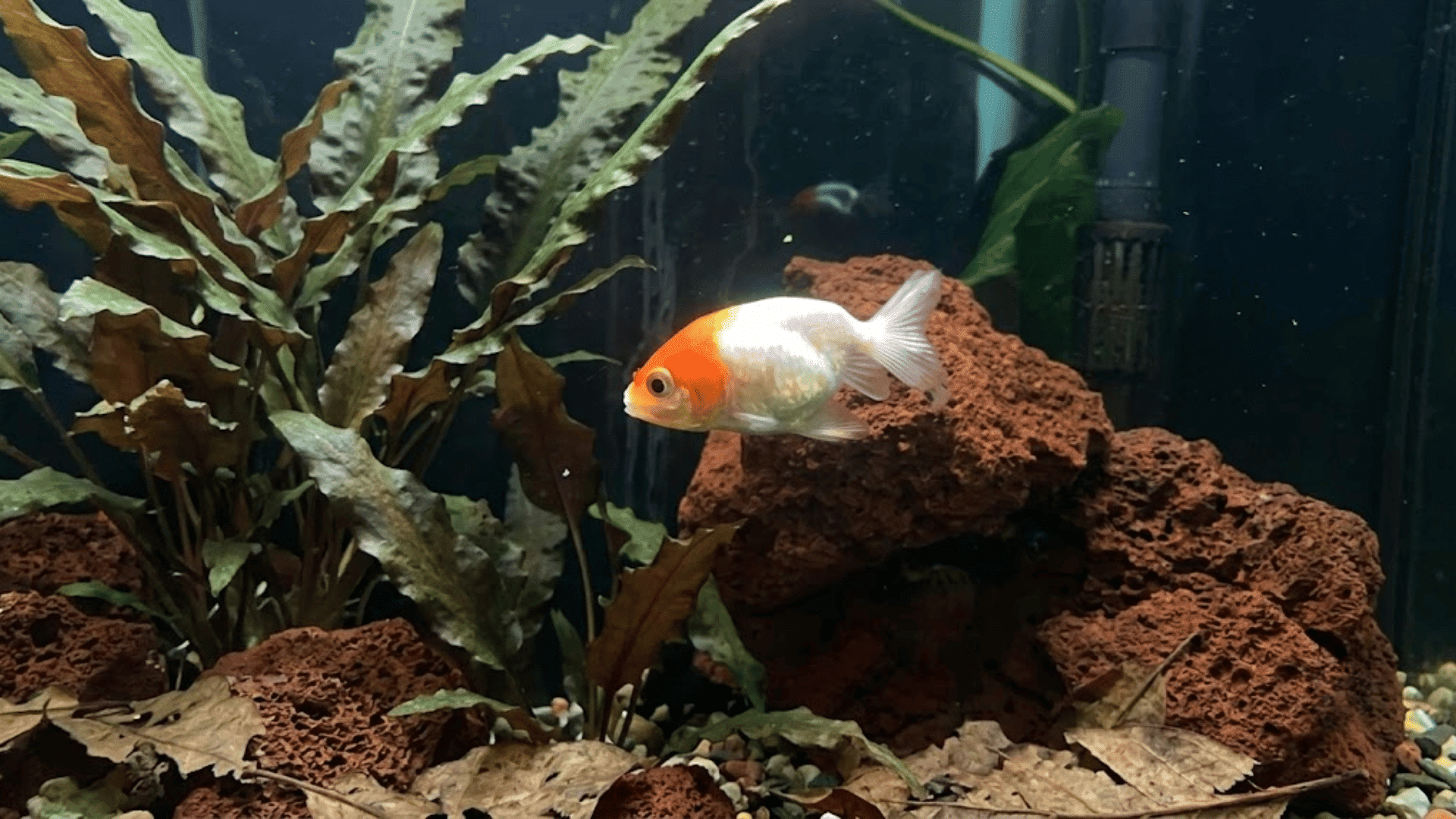 orange and white lionhead goldfish swimming beside lava rocks with broad leaf aquatic plants in the aquarium