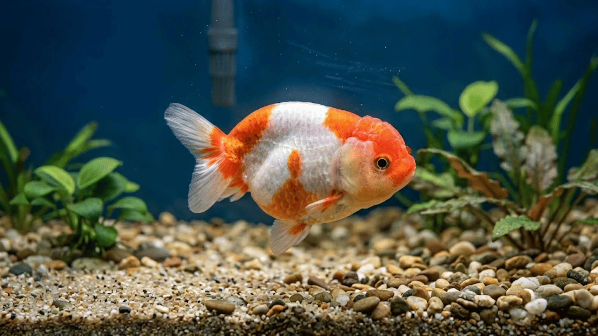 orange and white ranchu goldfish swimming over gravel with green aquatic plants in a home aquarium