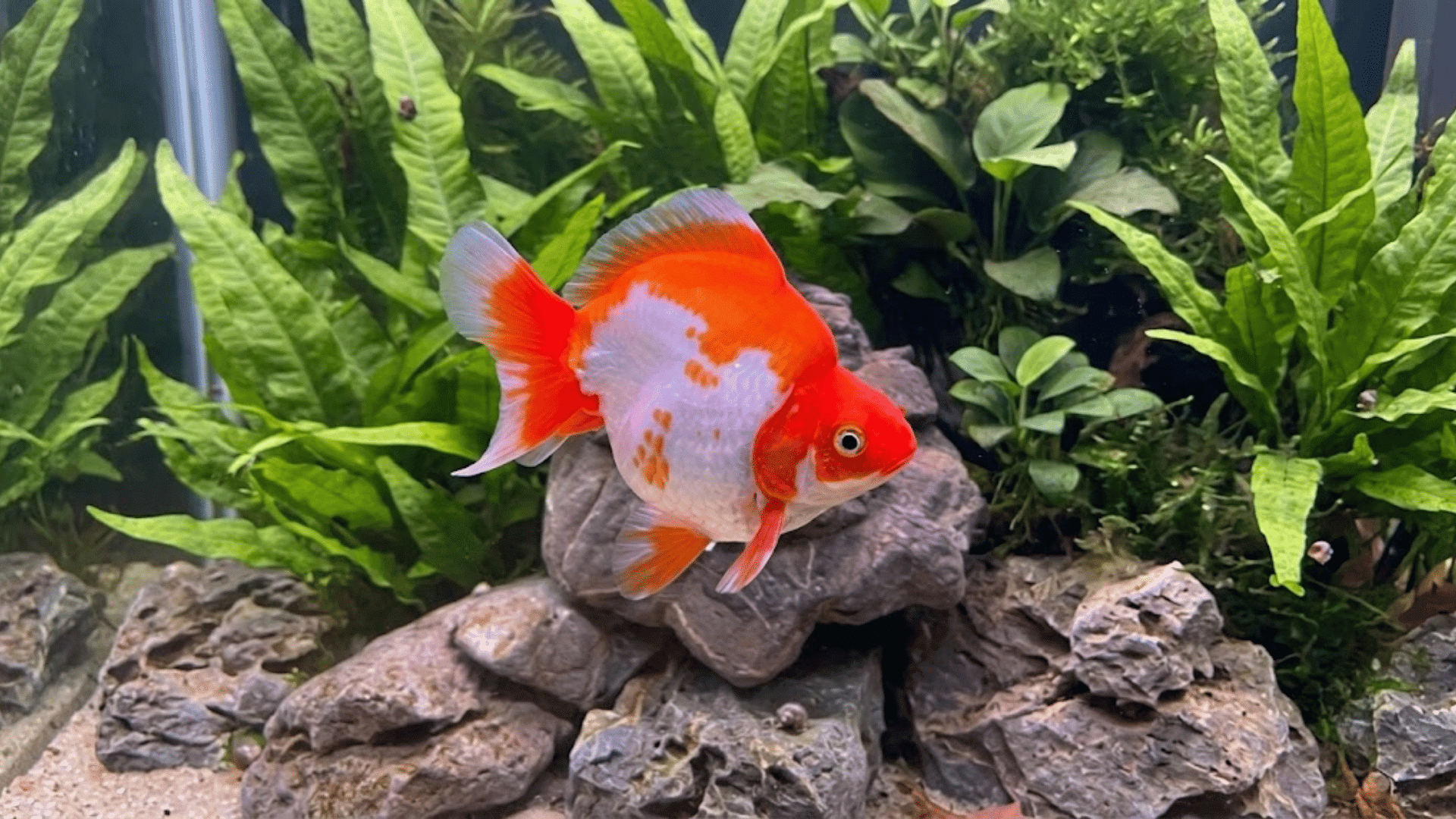 orange and white ryukin goldfish swimming above gray rocks in a planted aquarium with lush green aquatic plants behind