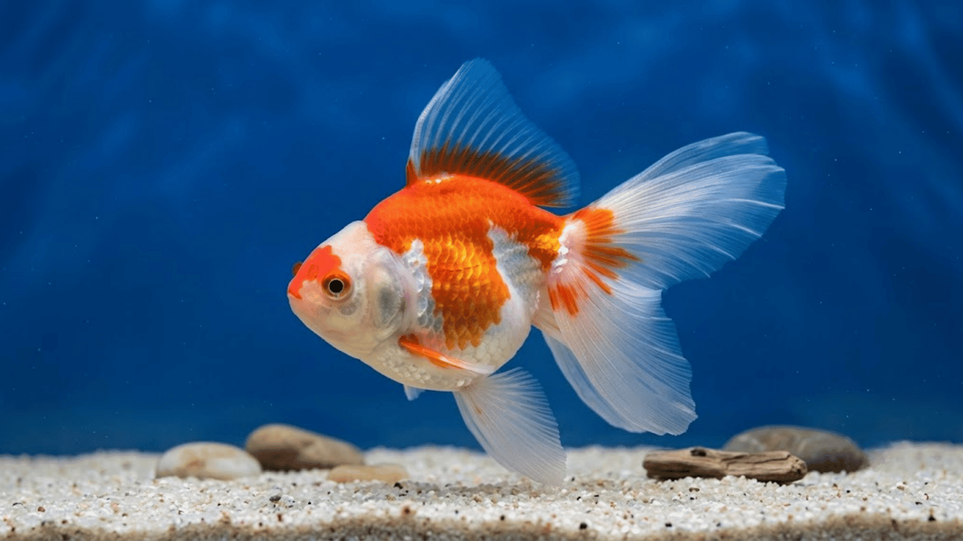 orange and white tosakin goldfish swimming above white sand with smooth stones in a blue aquarium