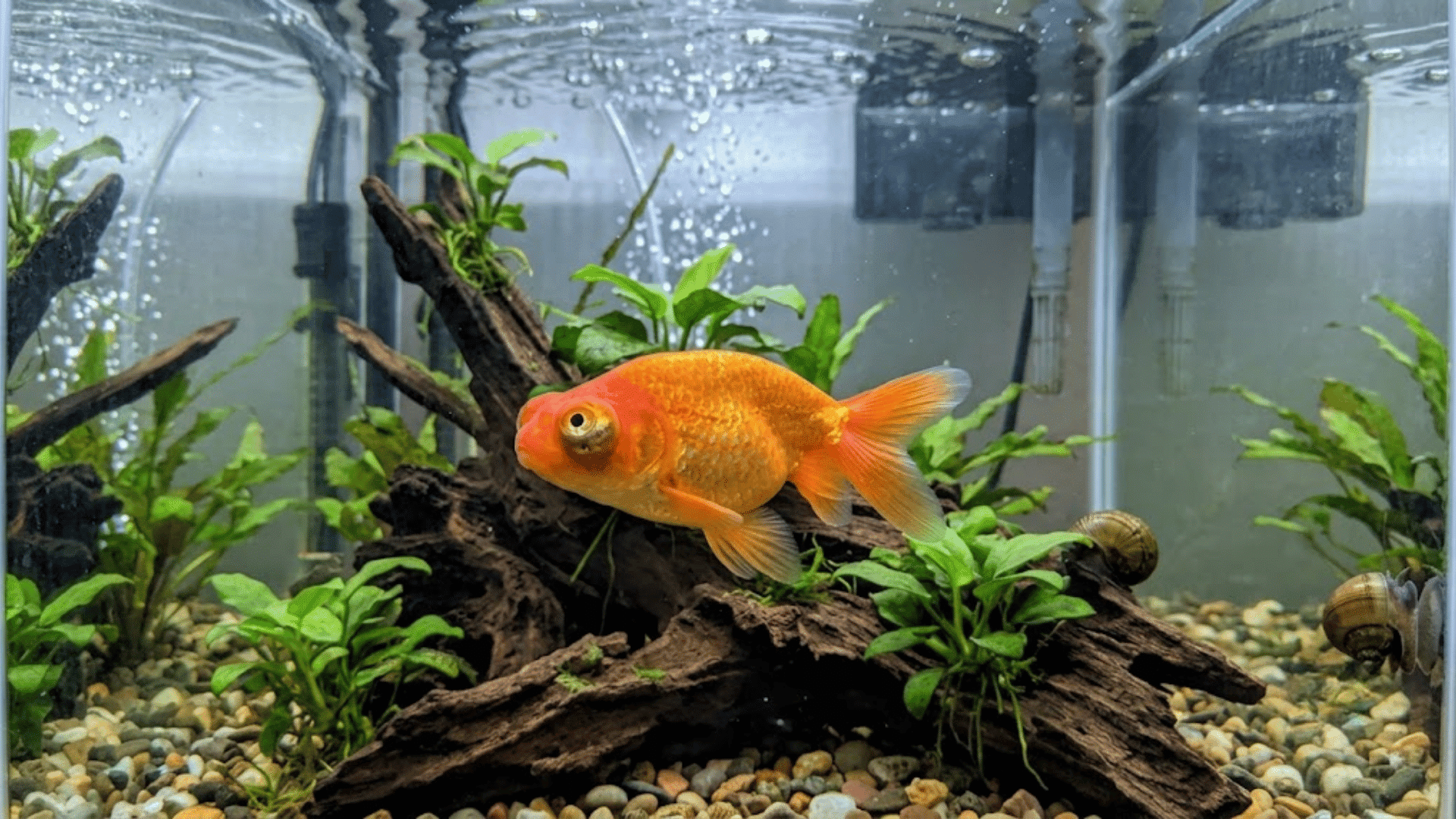 orange goldfish swimming above driftwood in a planted aquarium with green aquatic plants snails pebbles and clear water bubbles