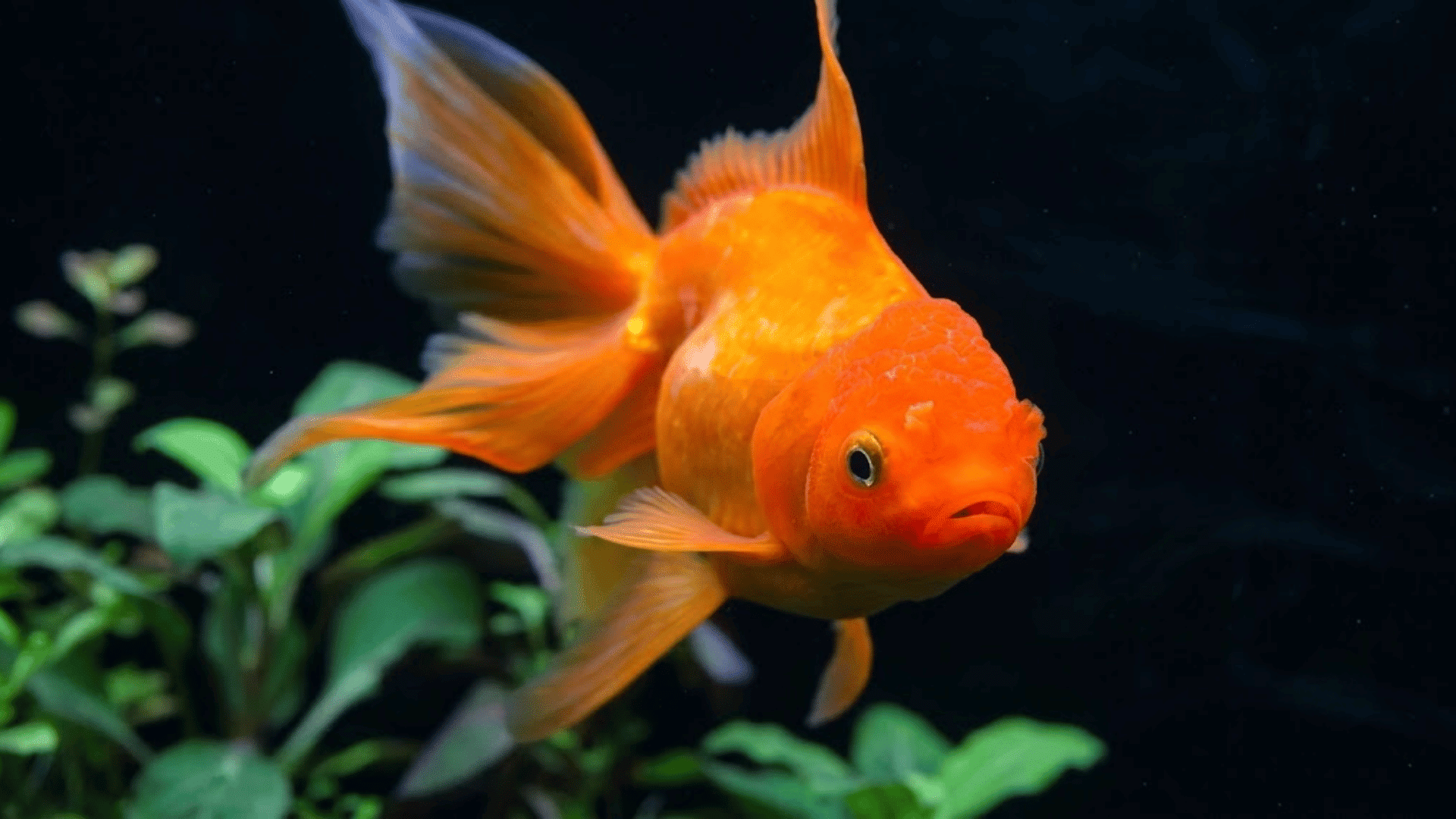 orange oranda goldfish swimming in a planted aquarium with green aquatic plants against a dark background