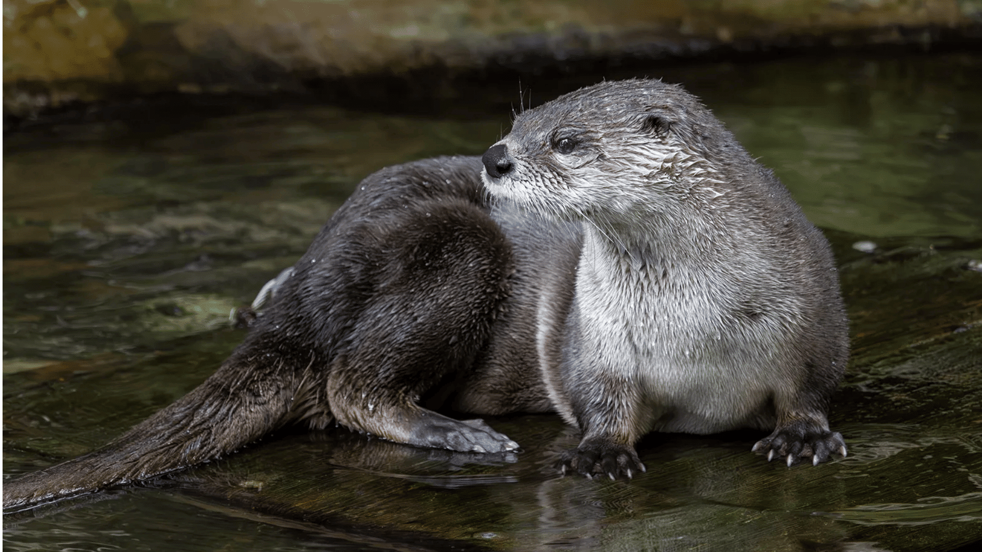 otter resting on a wet rock in shallow water with thick brown fur looking alert beside a calm stream