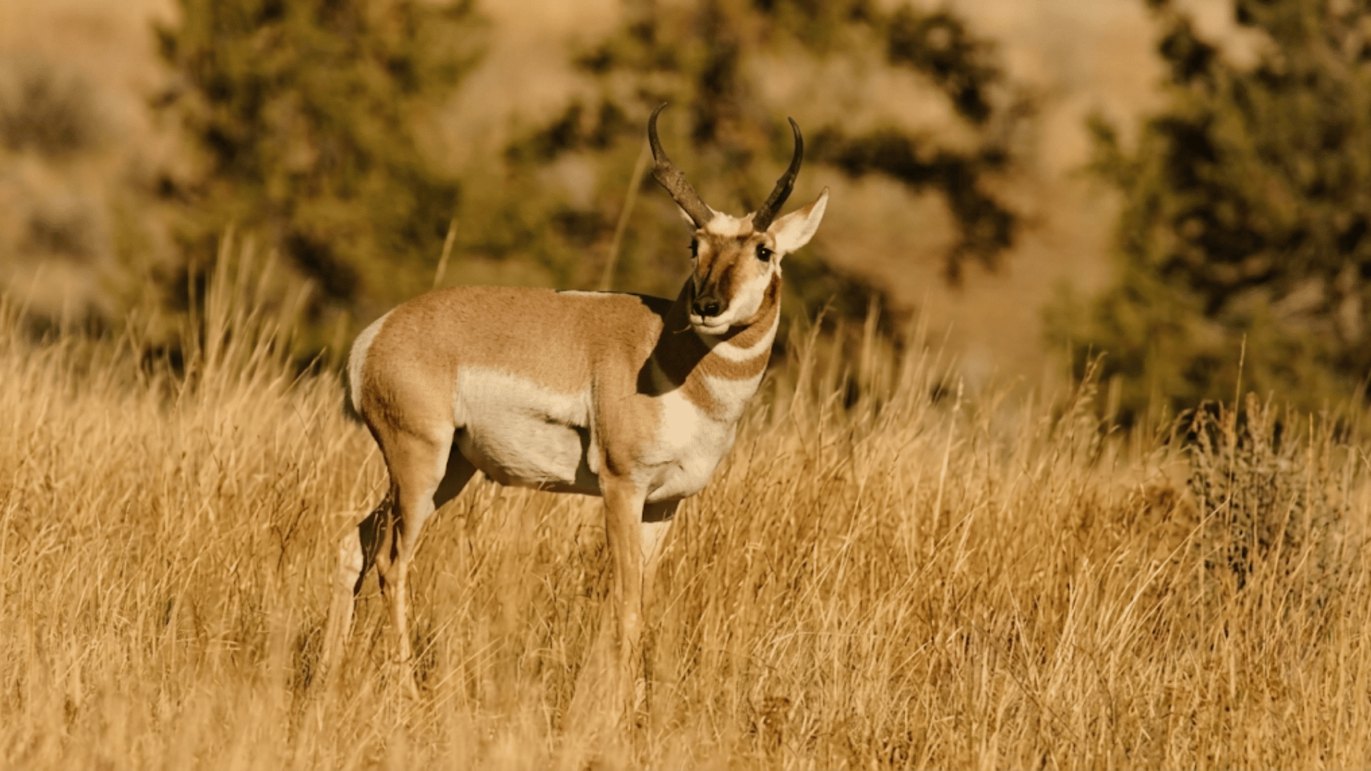 pronghorn standing in tall golden grass with curved black horns looking toward the camera against a blurred woodland background