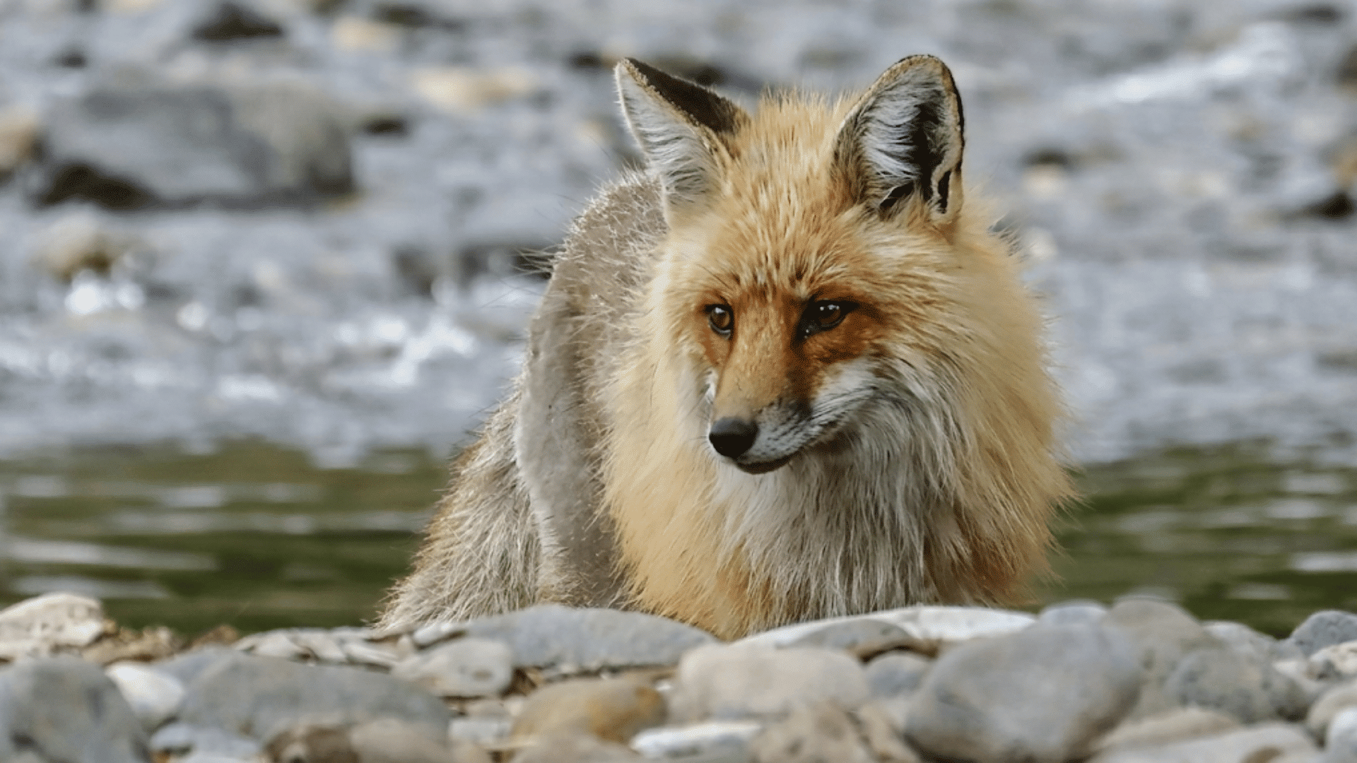 red fox standing beside a rocky stream with thick reddish fur alert ears and focused gaze in a natural riverside setting