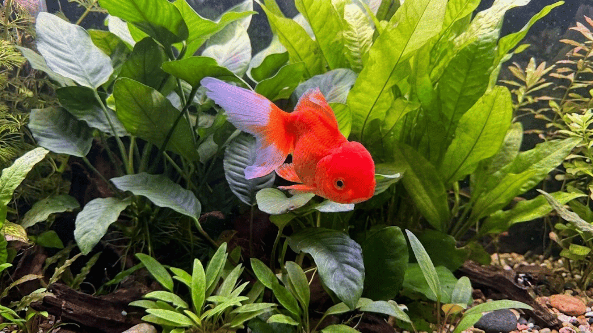 red oranda goldfish swimming through a planted aquarium with broad green aquatic leaves and natural driftwood below
