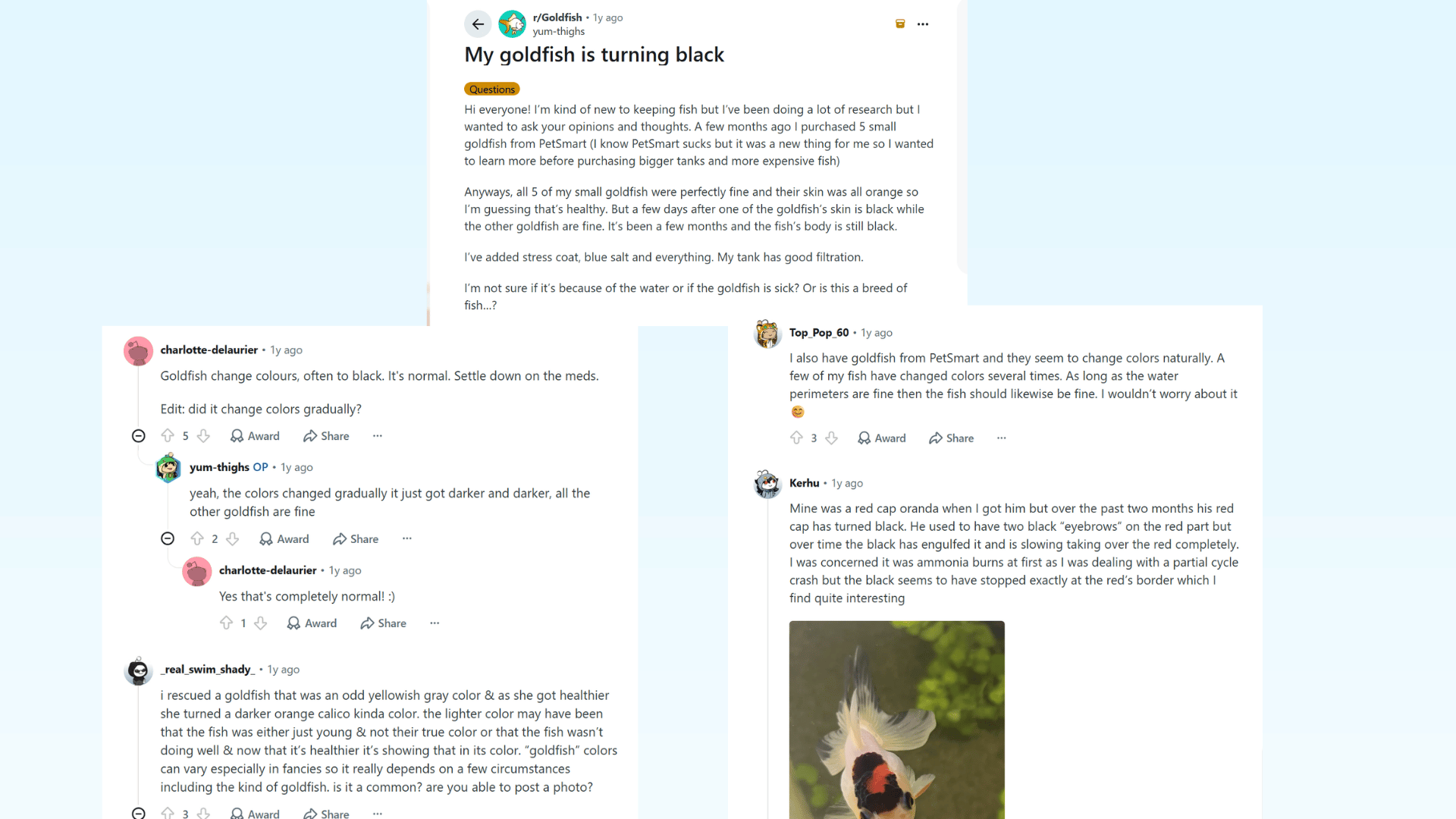 reddit discussion about a goldfish turning black with owners sharing experiences about natural color changes