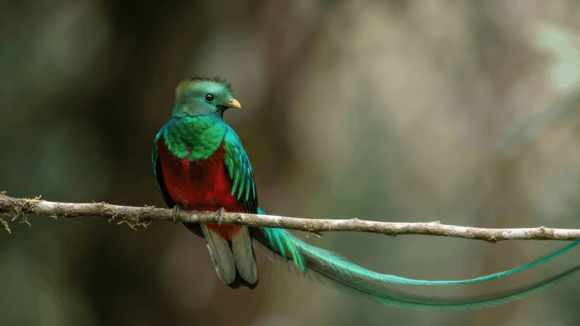 resplendent quetzal with bright green feathers and long tail perched on a forest branch against a blurred background