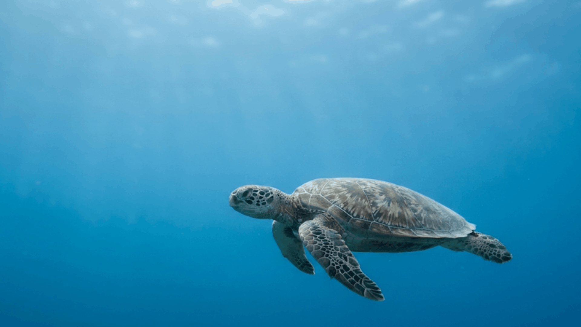 sea turtle swimming through clear blue ocean water with sunlight filtering from the surface above
