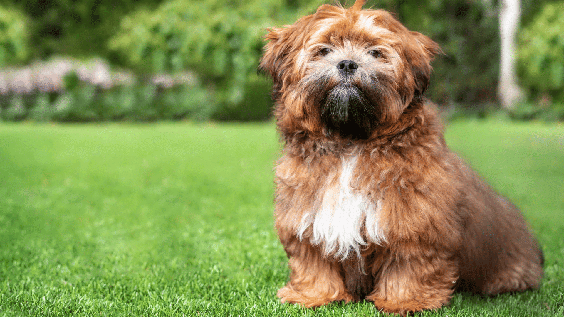 small fluffy brown and white dog sitting on green grass in a garden with blurred trees and bushes in the background