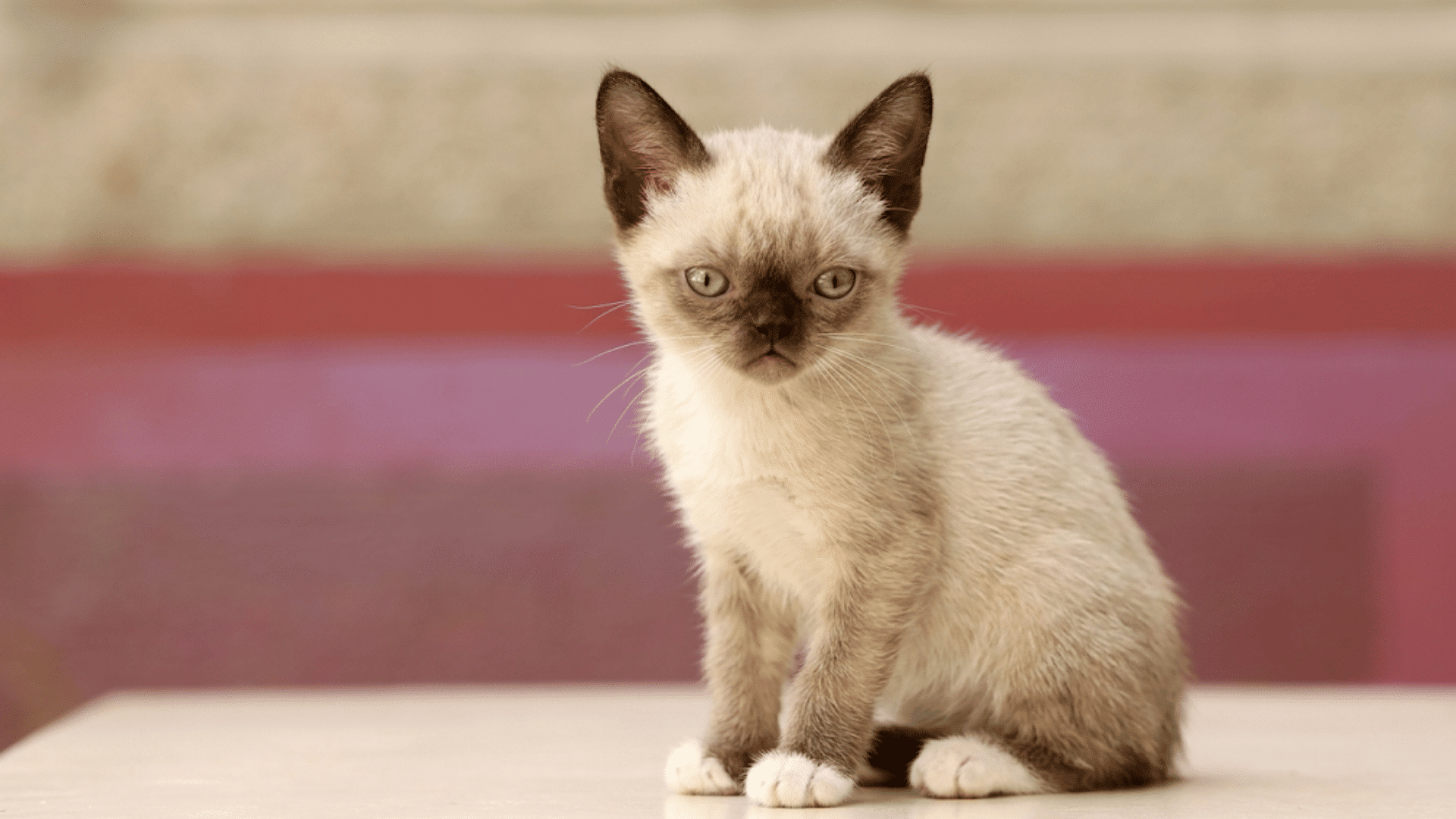 small siamese kitten sitting on a table with light fur dark ears and bright green eyes looking forward