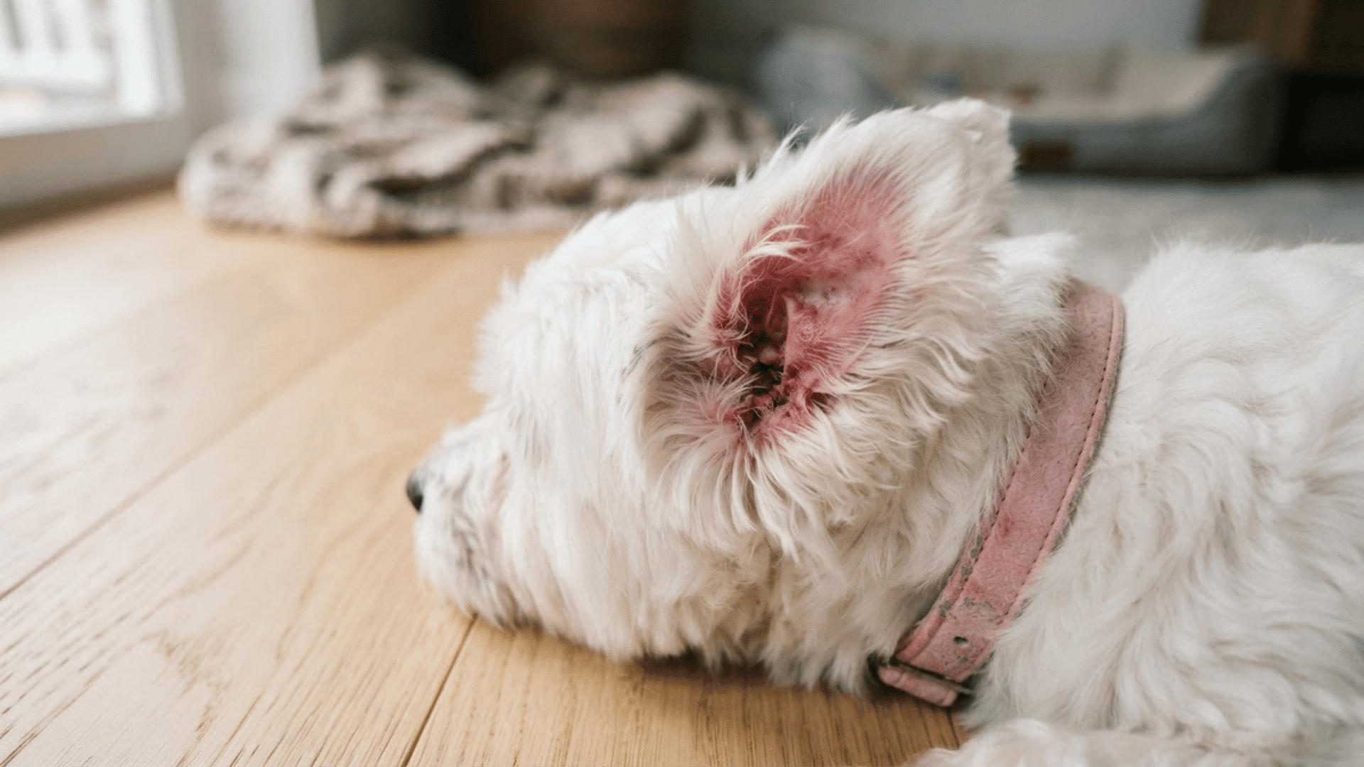 small white dog resting on the floor with a red irritated ear showing signs of an ear hematoma or infection