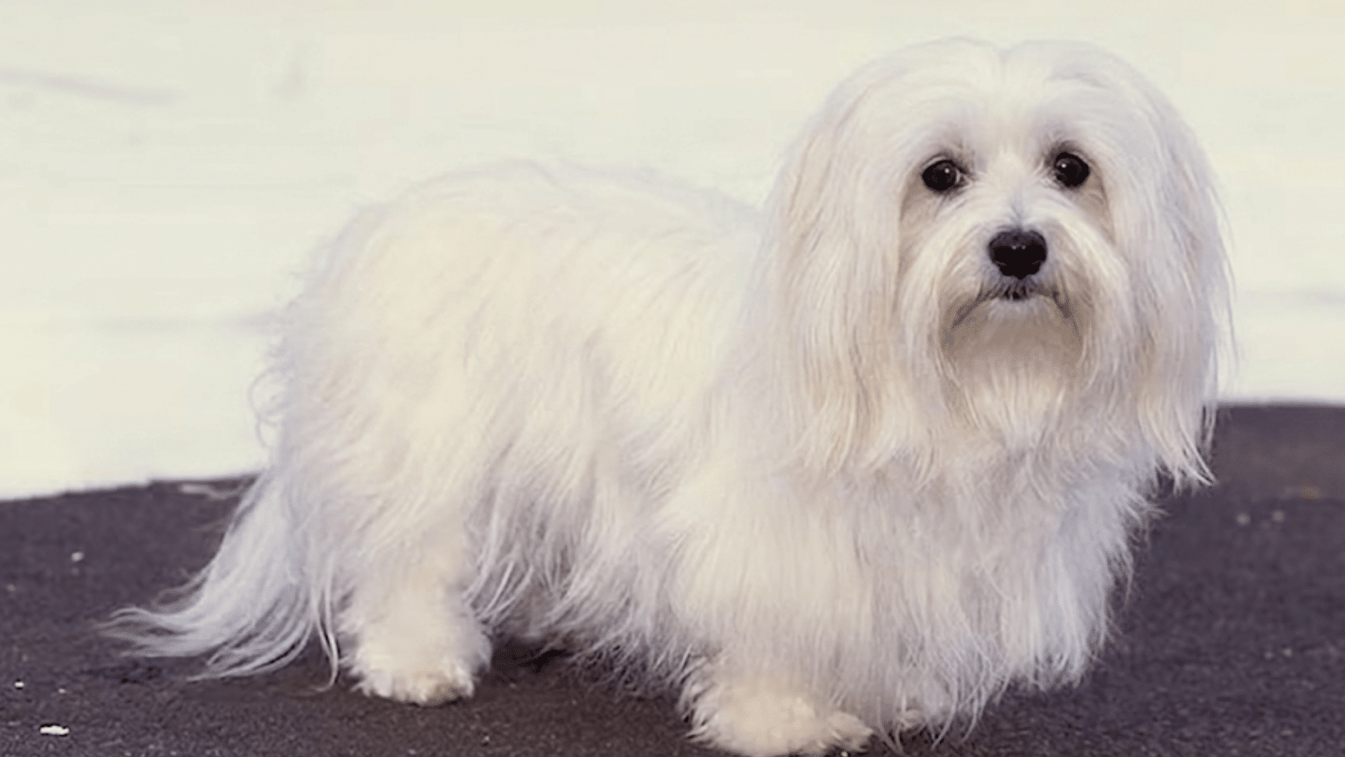 small white long haired dog standing on a dark floor looking toward the camera with silky fur covering its body and legs