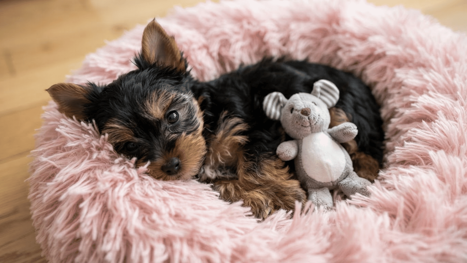 small yorkshire terrier puppy sleeping in a fluffy pink bed with a stuffed toy beside it indoors