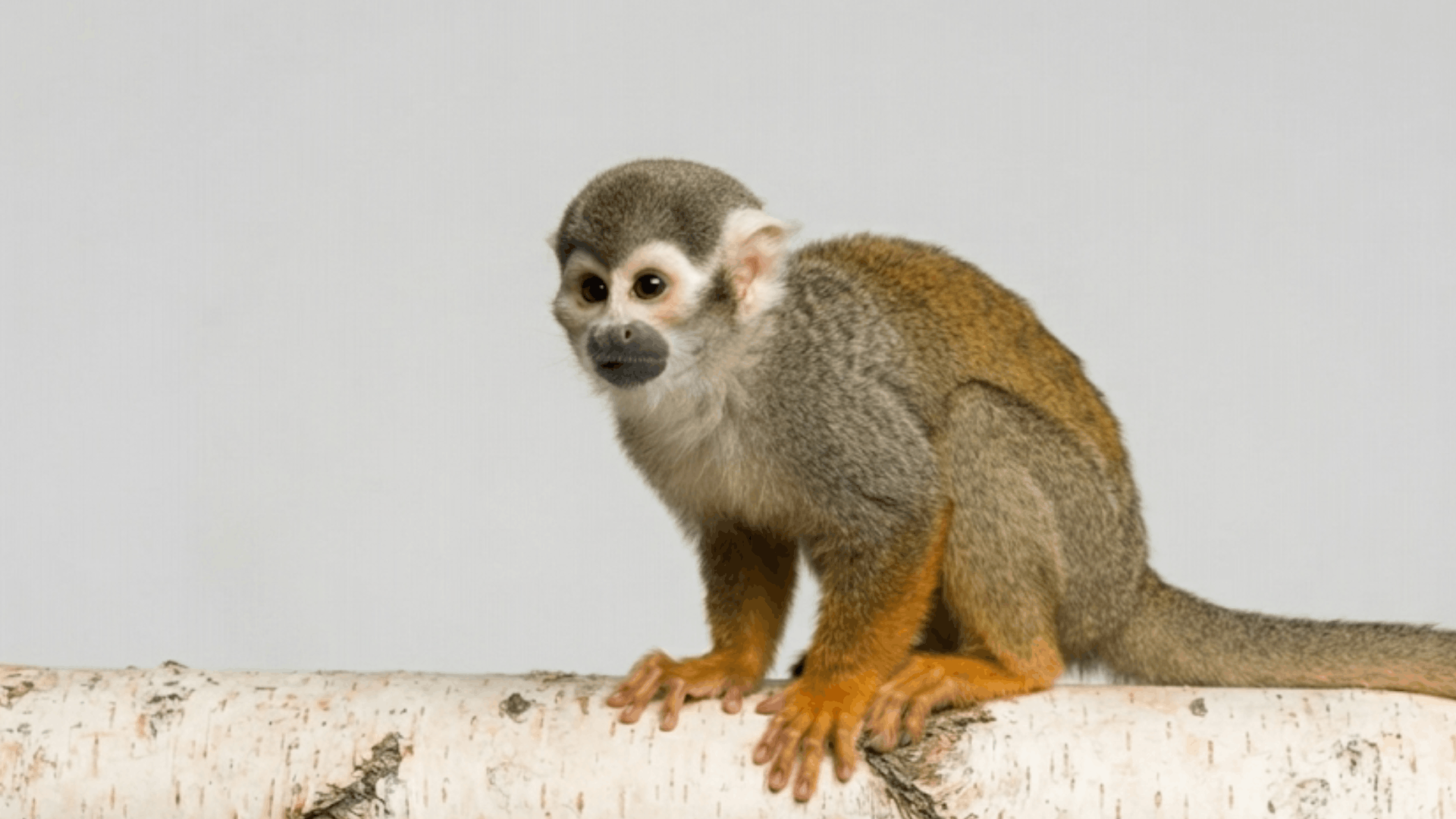 squirrel monkey sitting on a pale tree trunk with gray fur orange limbs and a long tail against a plain background