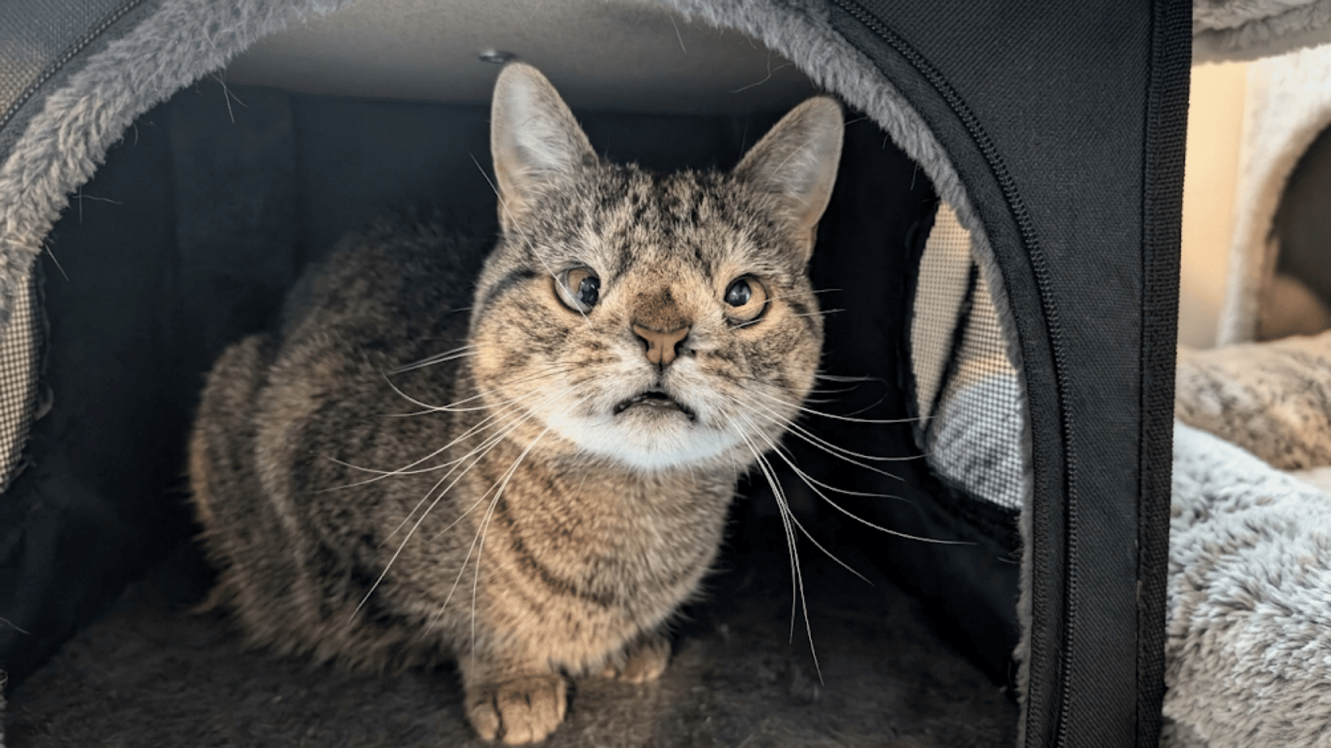tabby cat with a flat face sitting inside a soft pet house looking toward the camera with alert eyes