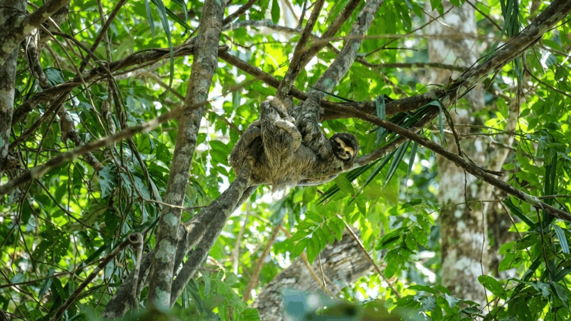 three toed sloth hanging from a tree branch among lush green forest leaves in tropical rainforest