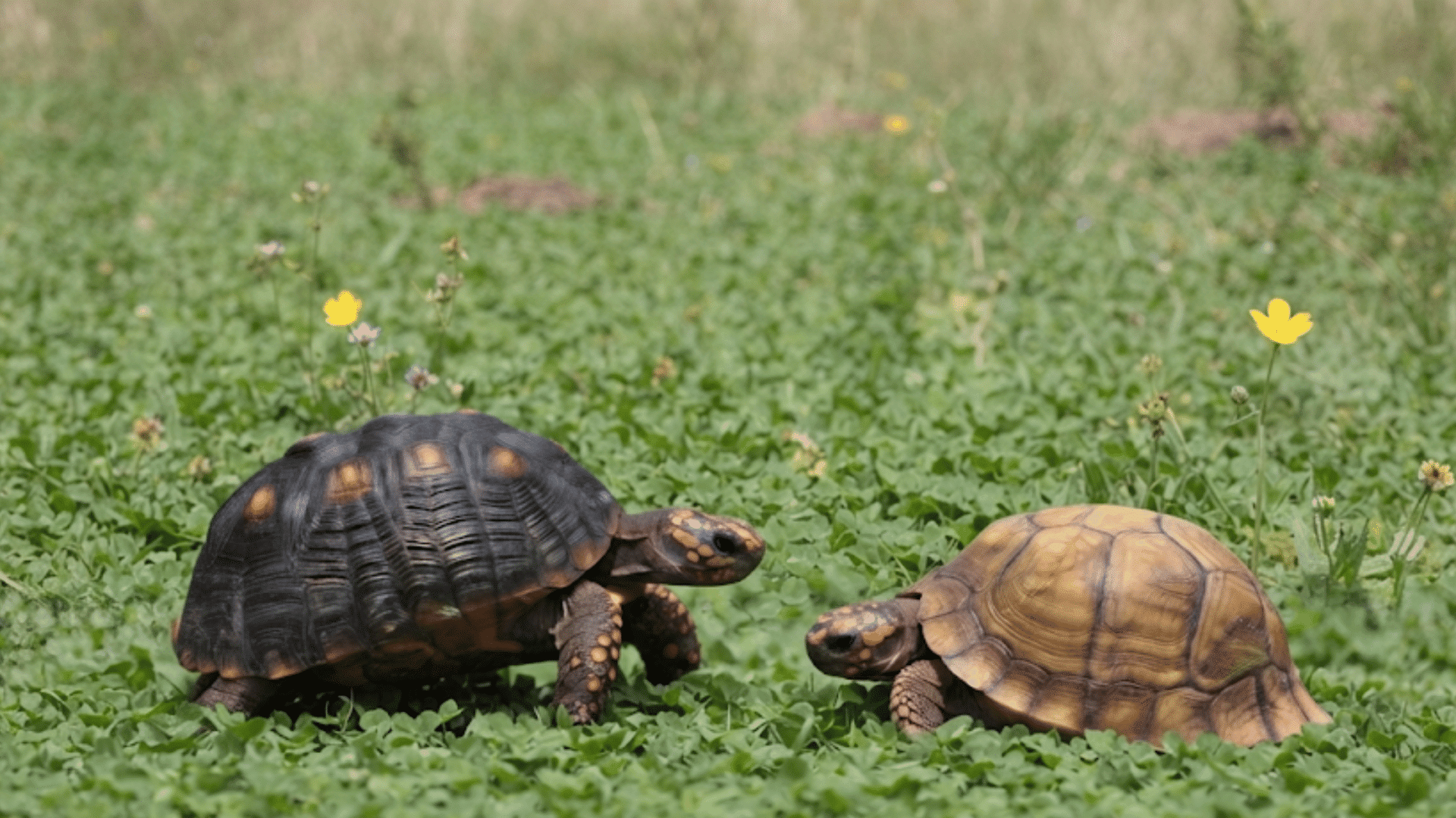 tortoise-vs-turtle-key-differences-and-facts