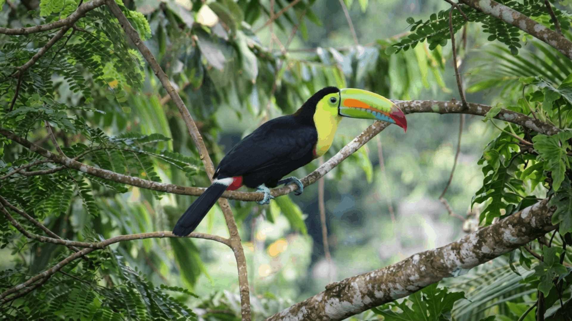 toucan bird perched on a tree branch surrounded by lush green rainforest leaves and tropical forest vegetation