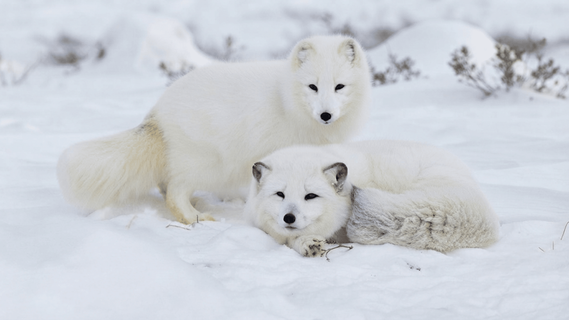 two white arctic foxes resting together on snowy ground with thick winter fur while one stands watch and the other relaxes