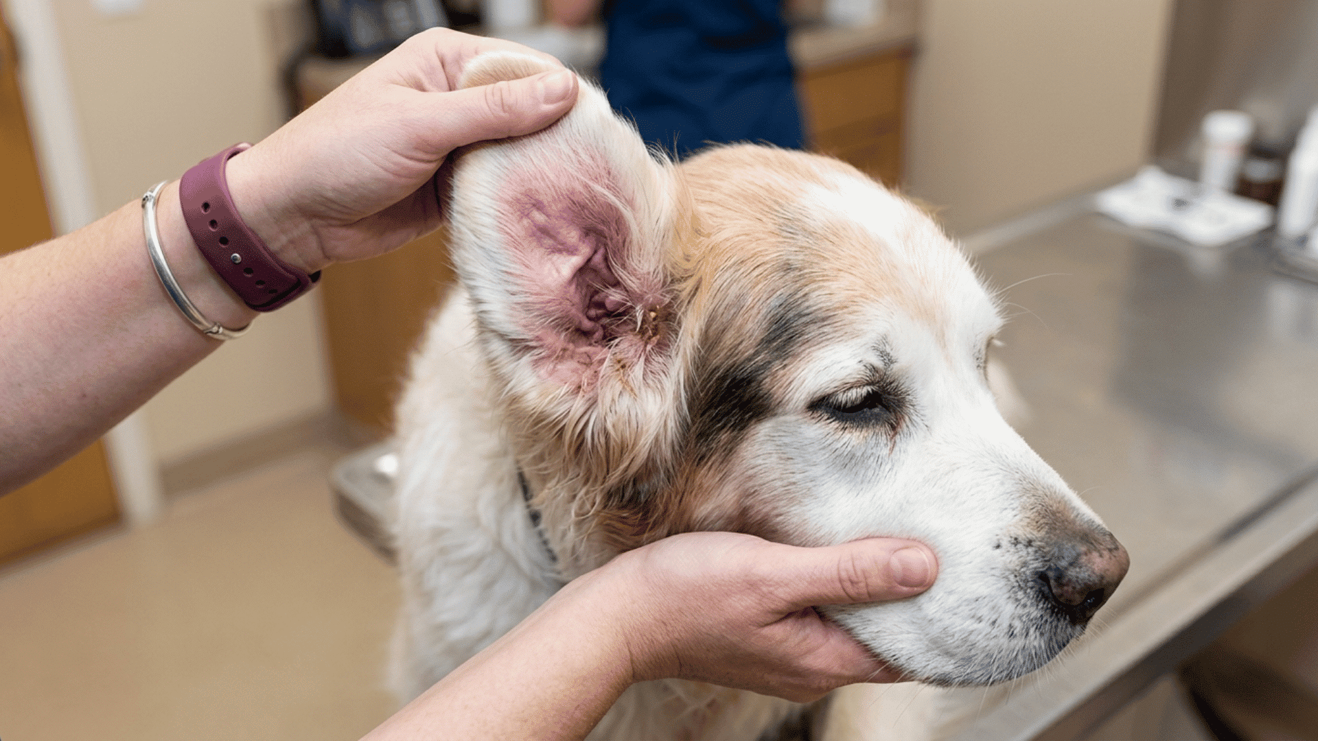 veterinarian examining a dogs ear during a checkup to diagnose an ear hematoma or underlying ear infection