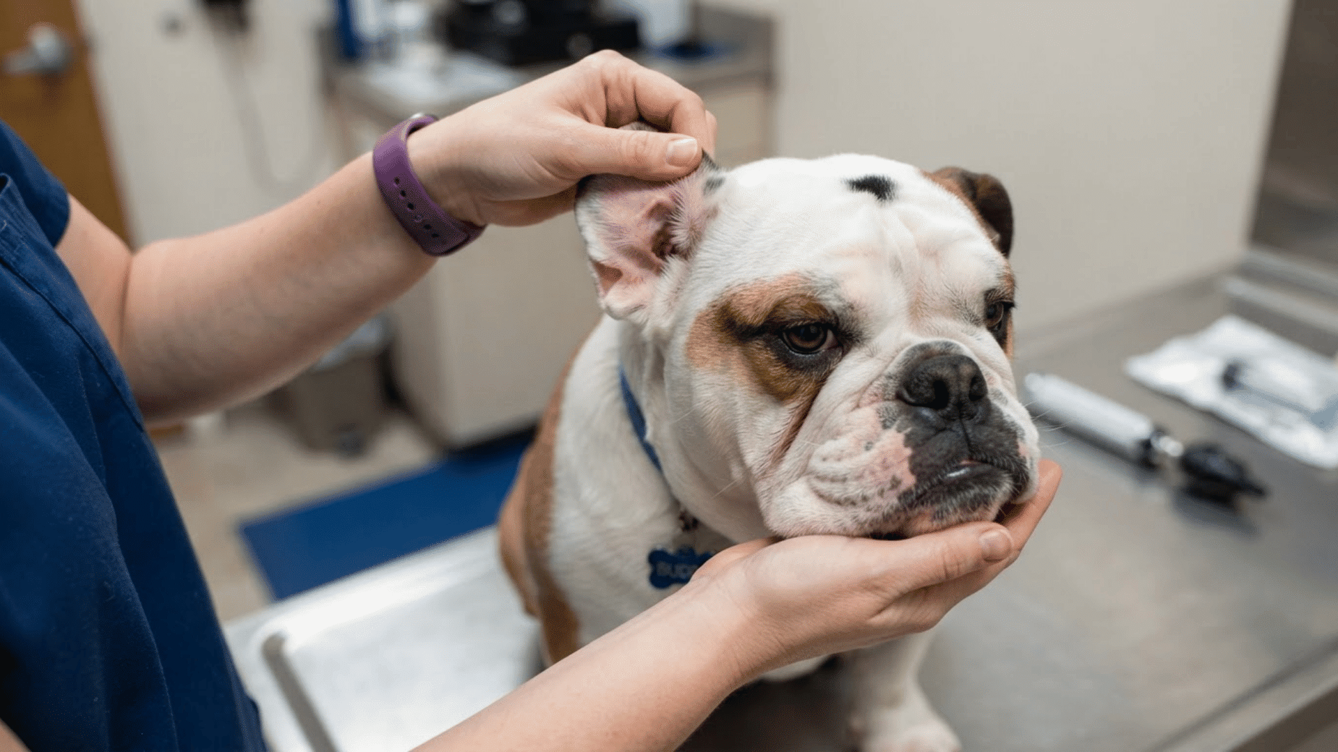 veterinarian examining the swollen ear of an english bulldog during a checkup for a suspected ear hematoma