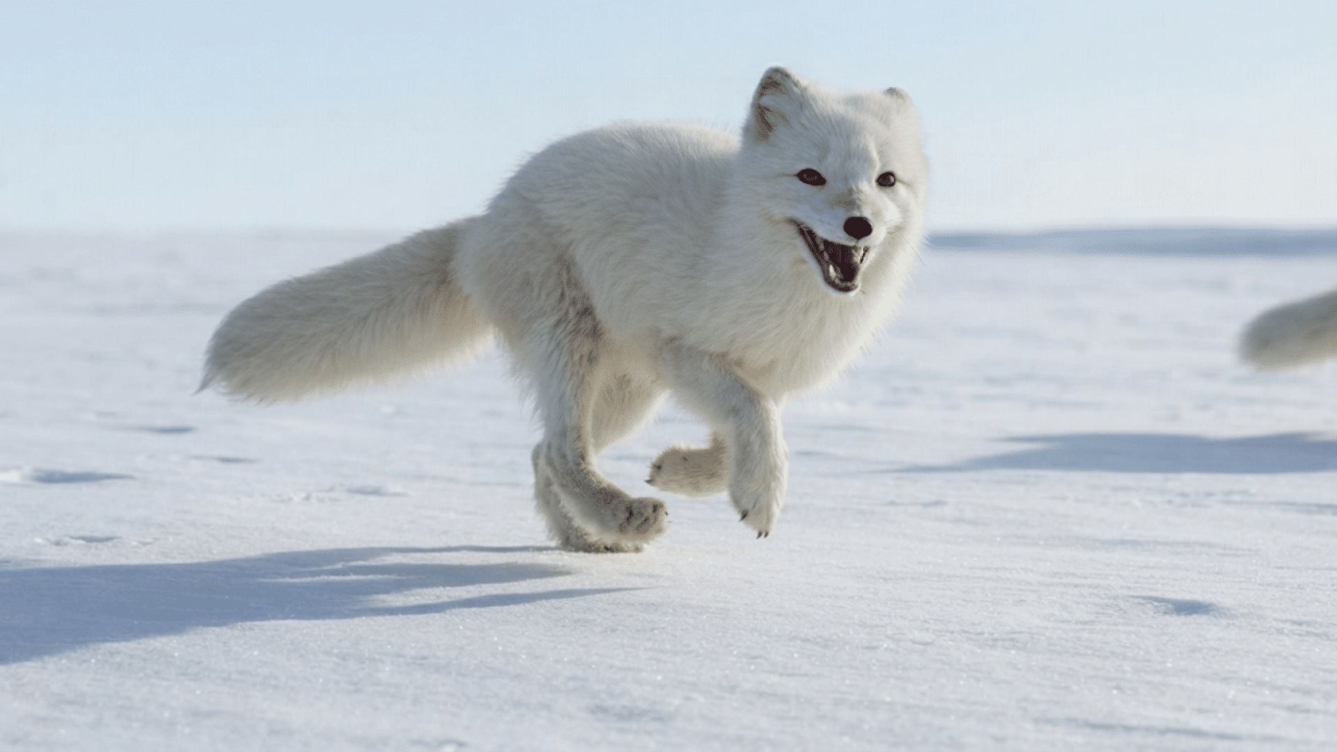white arctic fox running across snowy ground with mouth open and fluffy tail in bright winter daylight