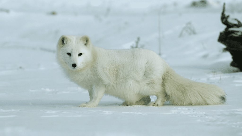 white arctic fox standing on snowy ground with thick winter fur and a long bushy tail looking alert across the winter landscape