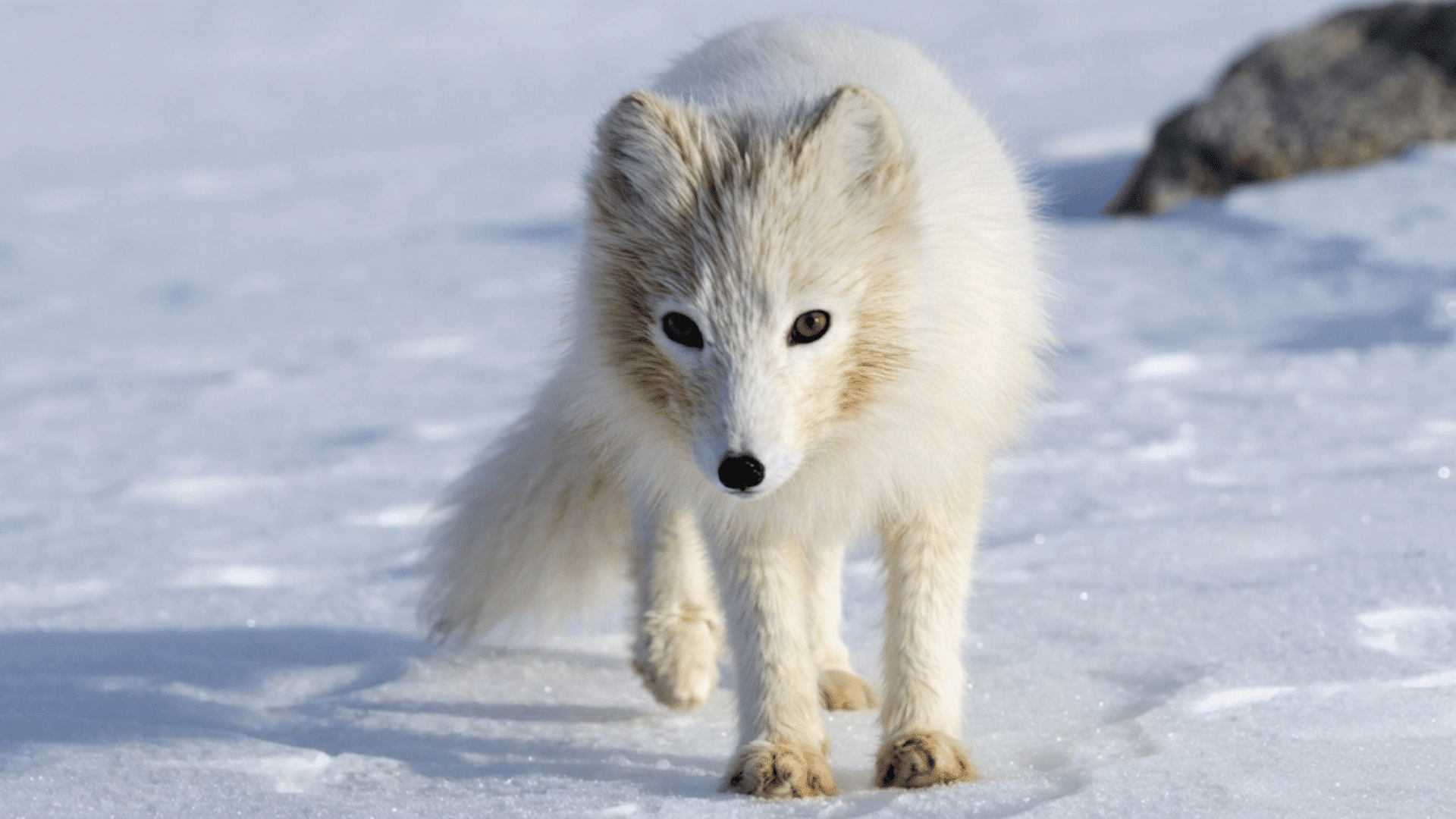 white arctic fox standing on snowy ground with thick winter fur looking toward the camera in bright daylight near icy rocks