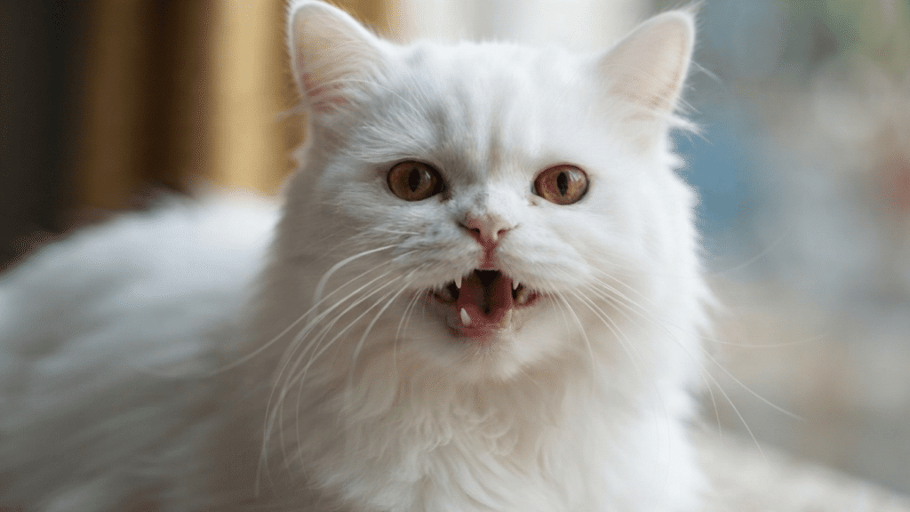 white fluffy cat meowing with open mouth showing vocal expression in a close up indoor portrait