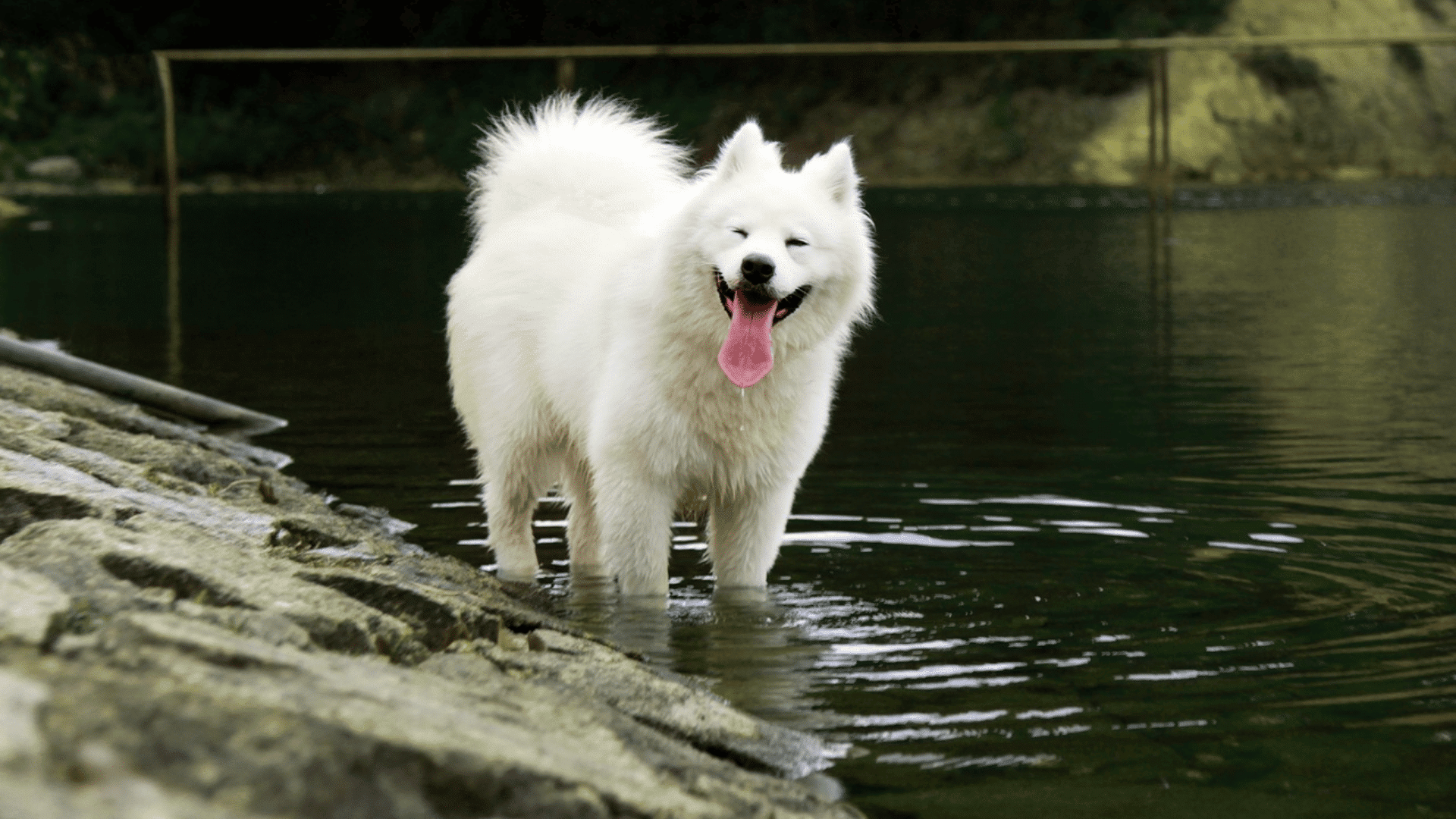white fluffy dog standing in shallow water near a lake with a forest background and a happy expression