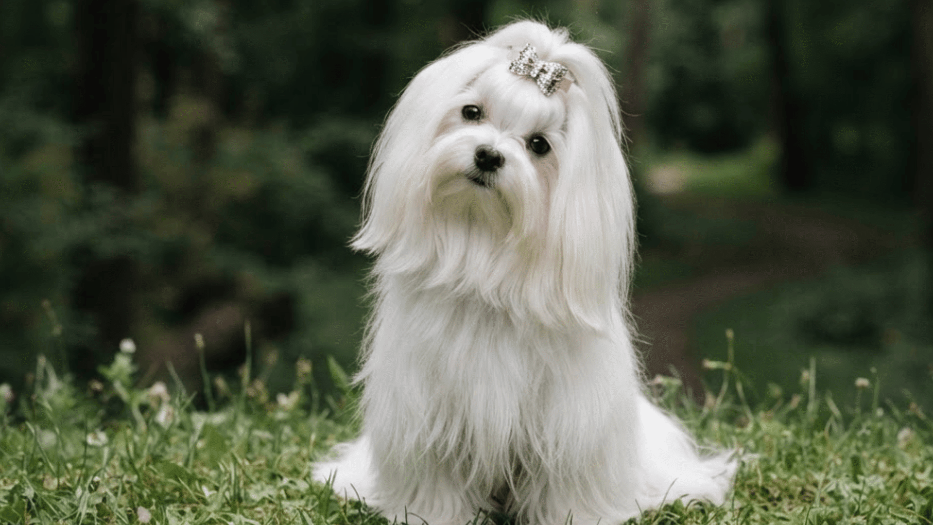white maltese dog with a bow sitting on grass in a forest area with greenery in the background
