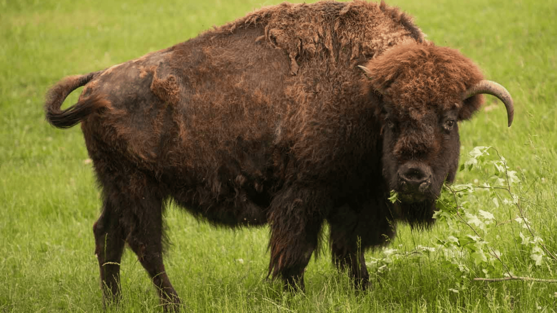 yellowstone bison standing in a green meadow with thick brown fur grazing while looking toward the camera
